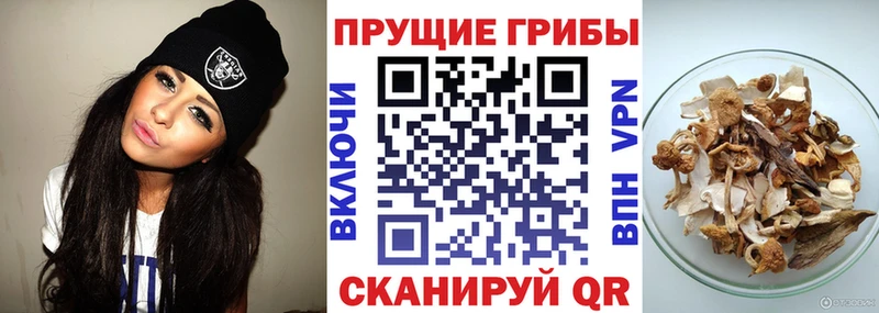Псилоцибиновые грибы Psilocybe  Купить где  Барабинск 
